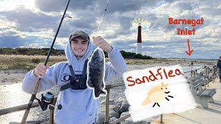 Fishing for Blackfish Tautog  Barnegat Lighthouse NJ [upl. by Yhtorod]