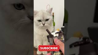 Cat school🥰catlover kitten funny [upl. by Nahtaj]