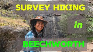 The Reccie or survey hiking in Beechworth Victoria [upl. by Bryner]