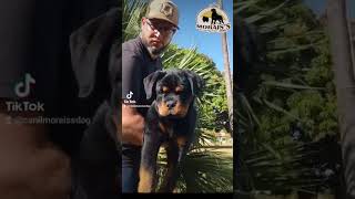 Filhotes de Rottweiler Disponíveis Chama no whatsapp [upl. by Lurline]