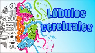 LÓBULOS cerebrales y TODAS sus partes ¿Qué nos ocurre si se dañan [upl. by Rotkiv]