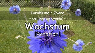 Kornblume Centaurea cyanus [upl. by Saks]