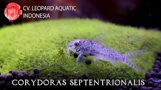 Corydoras septentrionalis Leopard Aquatic A005B [upl. by Drawde]