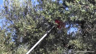 Abbattitori per olive serie Castellari  Olive harvesting tools Castellari [upl. by Niarda]