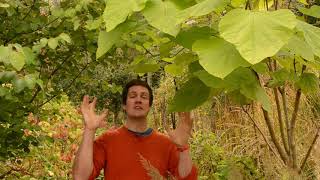 Pollarding the Indian bean tree [upl. by Cerellia595]