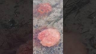 feuerqualle qualle Kellenhusen Ostsee jellyfish firejellyfish schleswigholstein [upl. by Ihel]