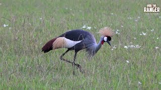 Grey Crowned Crane Balearica regulorum Courtship Display  Zebra Plains [upl. by Rhianon798]