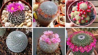 23 ESPÉCIES DE MAMMILLARIA PARA IDENTIFICAÇÃO Cactos [upl. by Linnell152]