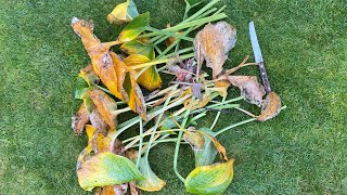 Fall Cut Back Hosta quotElegansquot 4K October 24 2024 [upl. by Danni]