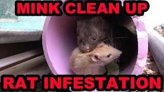 Poison Free Rat Control with Mink [upl. by Ecadnarb352]