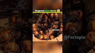 This Is Asian Giant Hornet 😱 shorts facts hornet amazingfacts [upl. by Alleiram]