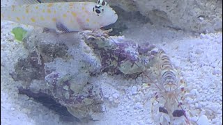 Pistol Shrimp and Orange Spotted Goby Pair Burrow  Symbiotic Relationship In Action [upl. by Sobel]