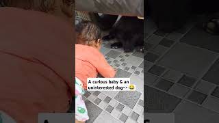 Dog is annoyed by baby brother 👀😂🤪 dog funny dogslife shorts [upl. by Kimmie]