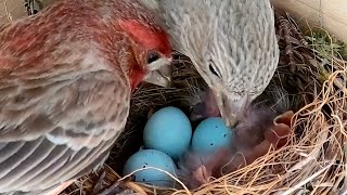 Caring Parents Feed Hatching Baby House Finches [upl. by Adamek872]