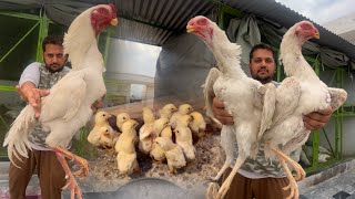 New Entry White King Shamo All Chicks Cargo Ho Gye How To Start Shamo Farming Hsn Entertainment [upl. by Mackie174]