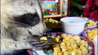 Raccoons Celebrate Christmas with Popcorn Coke and TV [upl. by Aaronson460]