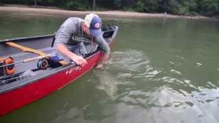 Chattahoochee Fly Rod Striper [upl. by Harutek760]