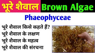 भूरे शैवाल  Brown Algae  phaeophyta  phaeophyceae  characteristics and importance of brown algae [upl. by Yrannav]