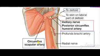 Shoulder intermuscular spaces 3 [upl. by Favianus456]