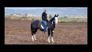 Black and White Overo Draft X Gelding For Sale [upl. by Trista601]