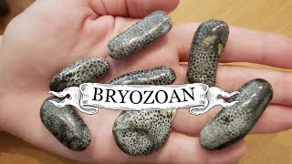 Spotlight on Bryozoans [upl. by Nirehs563]