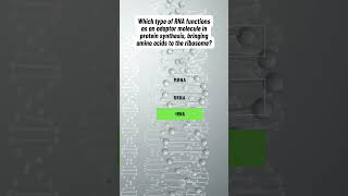 tRNA dna rna genetics researchscholar genetics genomics [upl. by Othello]