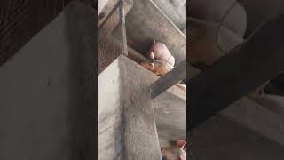 piggery farm Total 60 nag wight 70 kg Location landlord piggery farm ambala cantt haryana [upl. by Anirrehs]