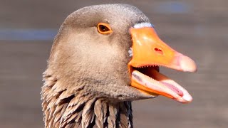 Greylag goose honk  call sounds courtship [upl. by Oiramed]