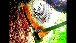 Pure Nature Wild Honey Tree Bee Yummy ASMR Honeycombs 26 [upl. by Amocat]