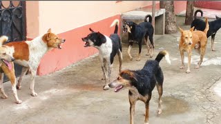 STREET DOG FIGHT  DOG FIGHT VIDEO 🐕DOGS BARKING STUDY THE NATURE OF DOGS IN RAINY SEASON [upl. by Aneerol]