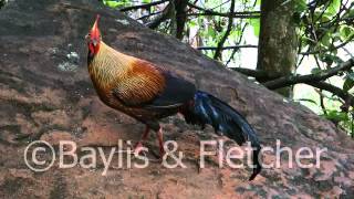 Sri Lanka Junglefowl Sri Lanka 20110219151318mp4 [upl. by Tye]