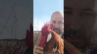 ESPECTACULAR GALLO ANDALUZ viralvideo campo gallinas shorts chicken animalesincreibles [upl. by Elohc]