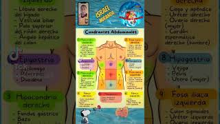 CUADRANTES ABDOMINALES anatomy cirugiageneral enfermeria medicina fypシ viral [upl. by Aihsyla]