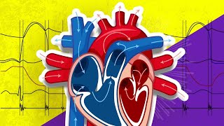 The Cardiac Cycle is SO EASY Stop Making it Hard [upl. by Lebasy]