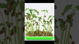 Soilless Sprouting Kidney Beans 13d in 16s owngrownplants microgreenssalads [upl. by Bywoods]