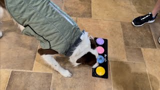 Dog Tries Talking Buttons and Uses Them to SWEAR [upl. by Shieh]