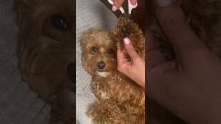 maltipoo maltipoolife dogspa spaday doglover doginfluencer [upl. by Hux]