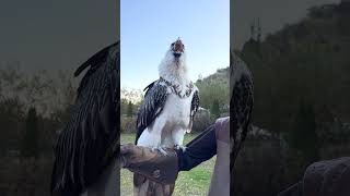 Vulture swallows big bone whole 😳🤯  🎥 Viralhog [upl. by Esta]