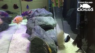 125g African Cichlid Aquarium  Deep Cleaning  Rescape [upl. by Akcirehs]