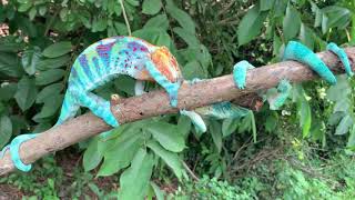 Chameleon combat in greatest colors Panther Chameleons in Ambanja [upl. by Dis]