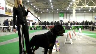 National Championship rottweiler of Ukraine 111211 in Kievavi [upl. by Lello]