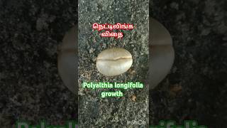 நெட்டிலிங்க மரம்🌲polyalthia longifolia shortsfeed shorts seed tree [upl. by Ttergram]