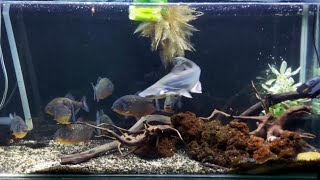 Piranhas vs Freshwater Ir Shark LIVE Feeding Frenzy [upl. by Dweck]