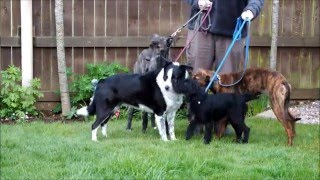 Border Collie Lurcher Terrier  Home Grown Veg Dog Show No1 [upl. by Sesom]