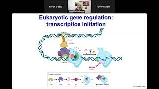 Webinar 12 Transcriptional and postranscriptional regulation of gene expression [upl. by Hortensia576]