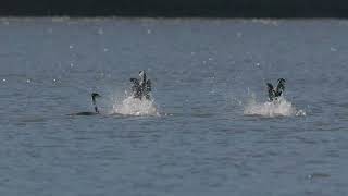 Grebe Dance [upl. by Trueman]