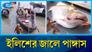 পদ্মা নদীতে জেলেদের জালে ধরা পড়ছে লাখ লাখ টাকার পাঙ্গাস  Pangas Padma river  RtvNews [upl. by Pfaff]