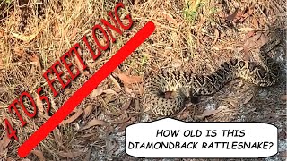 Guessing The Age of an Adult Eastern Diamondback Rattlesnake [upl. by Aliel634]