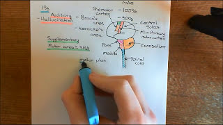 Schizophrenia and Antipsychotic Drugs Part 2 [upl. by Heng796]