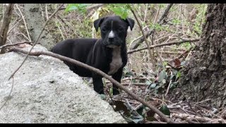 Tears of Joy  A rescue you have to see to believe by Stray Rescue of StLouis [upl. by Ybroc134]